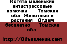 Котята-маленькие антистрессовые комочки!!! - Томская обл. Животные и растения » Отдам бесплатно   . Томская обл.